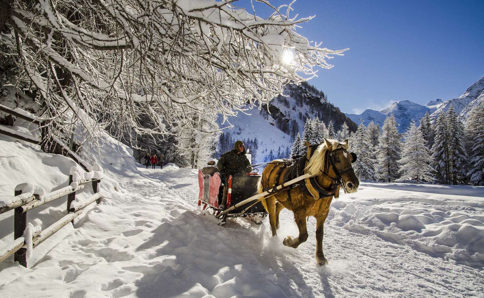 Horse-drawn sleigh in the snowy landscapes of Aosta Valley